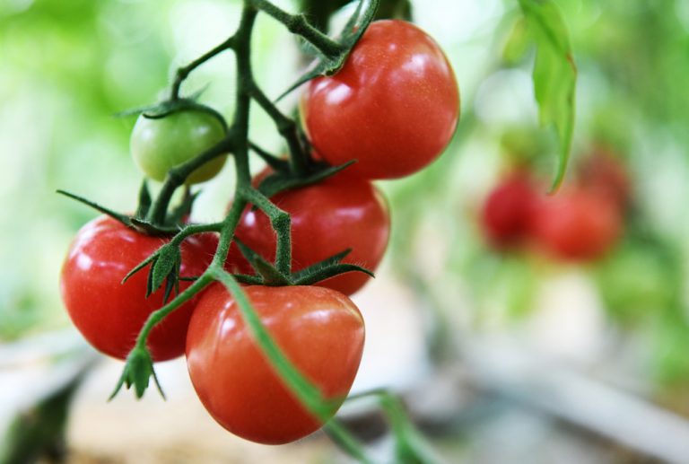 Tomaten eten verlaagt het risico op prostaatkanker